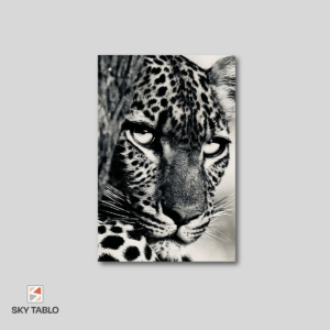 Vahşi Bakış Leopar